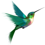 Hummingbird - image
